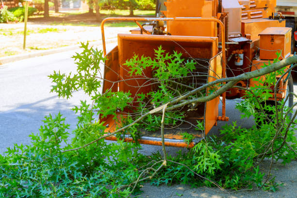 Best Tree Disease Treatment  in Henderson, KY